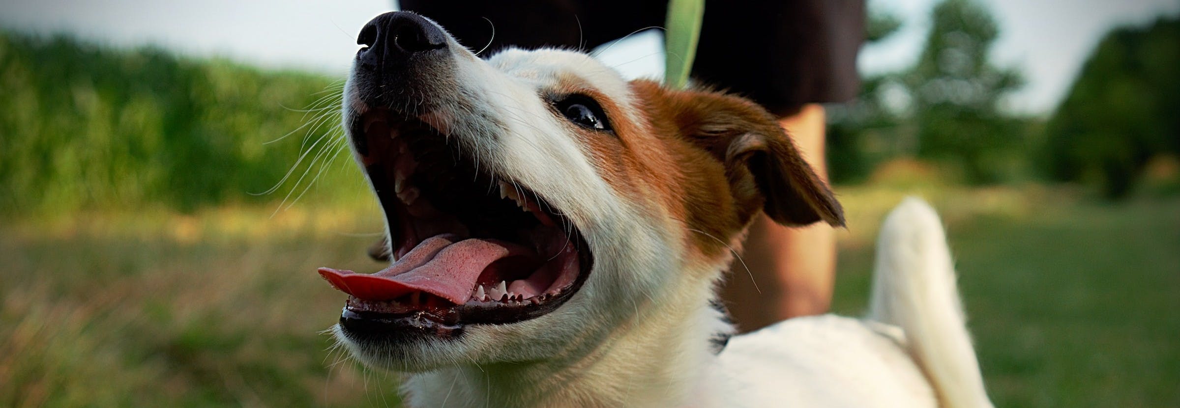 Why Does My Dog Pant So Much? Understanding Normal and Excessive Panting in Dogs