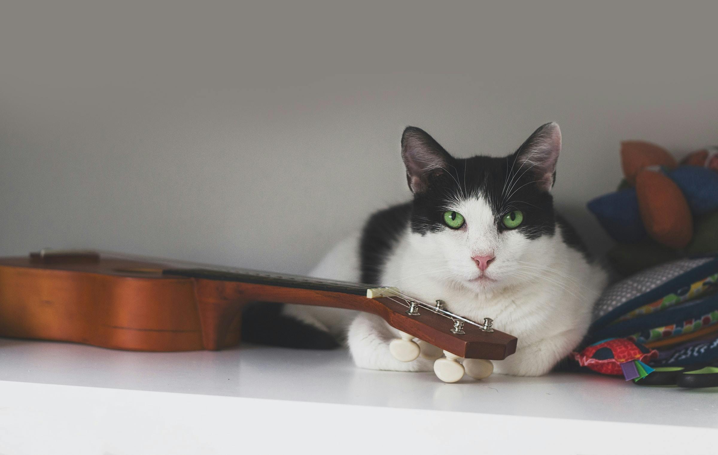 What Kind of Music Do Cats Like? Exploring Feline Musical Preferences