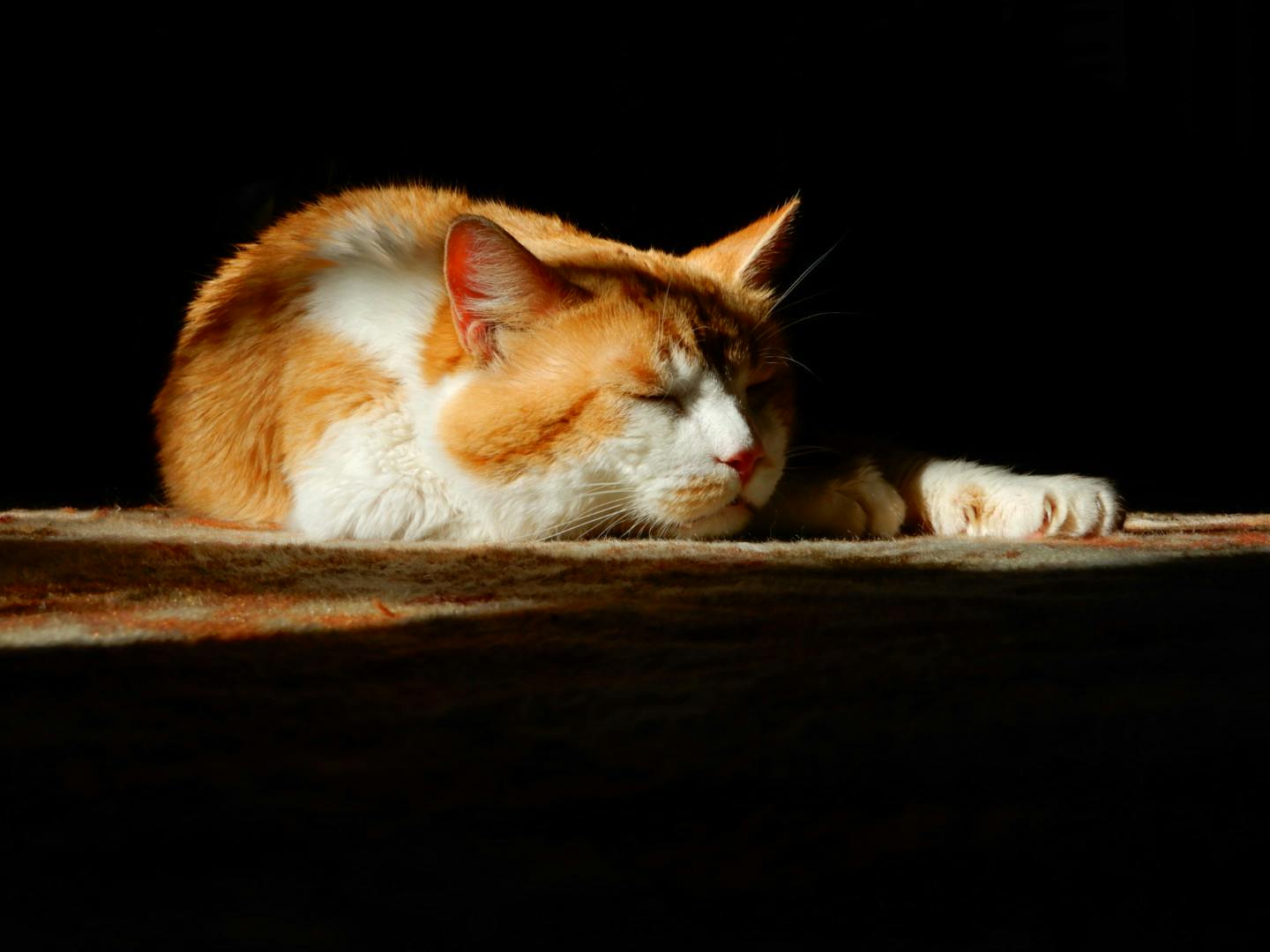 Melatonin for Cats: Managing Stress and Sleep Disorders