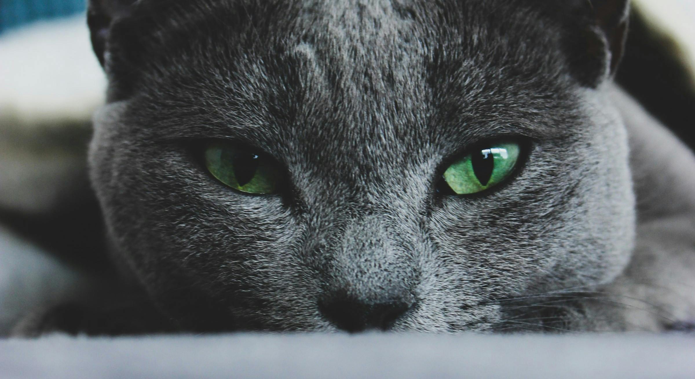 Russian Blue Cat Personality: Traits, Characteristics and Health