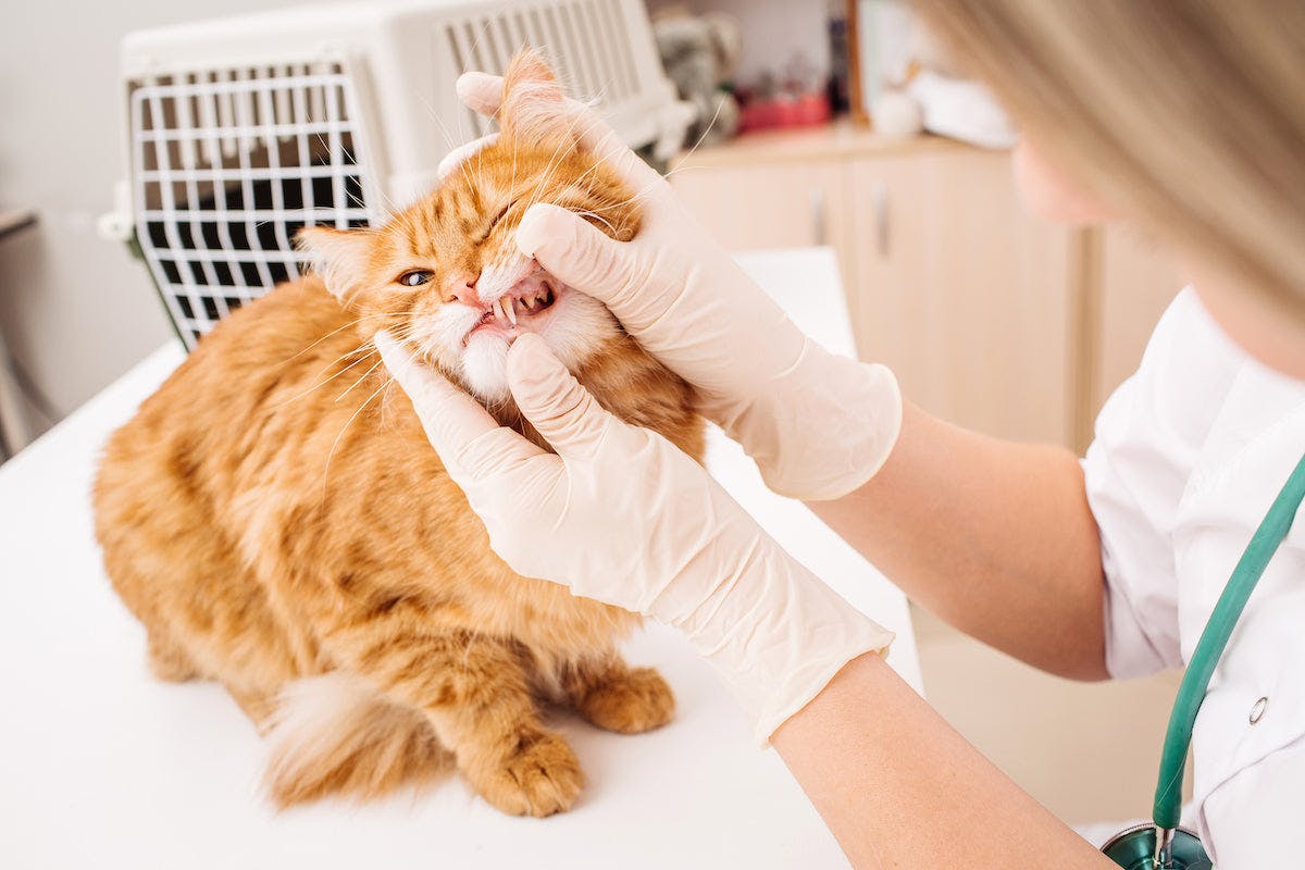 Dental Cleanings for Cats: Necessary or Needless?