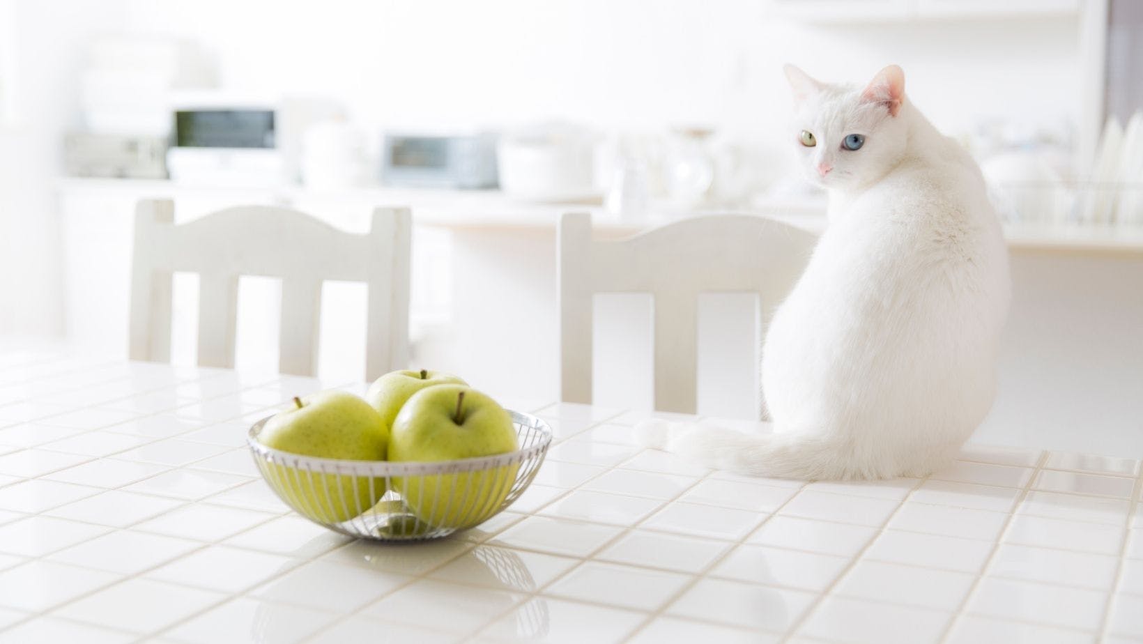 Why Cats Jump on Countertops and How to Prevent It