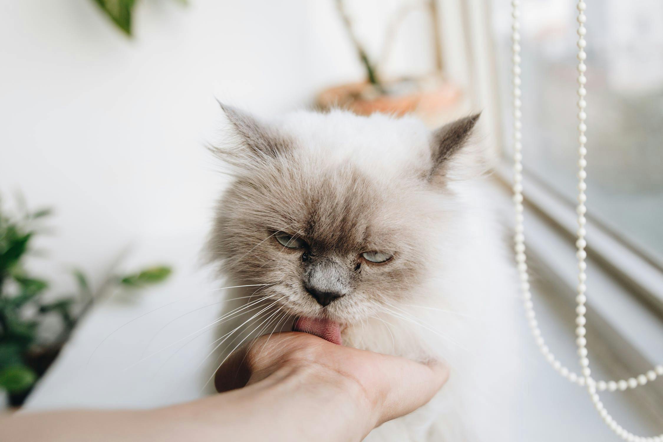 Proven Tips on How to Get a Cat to Like You
