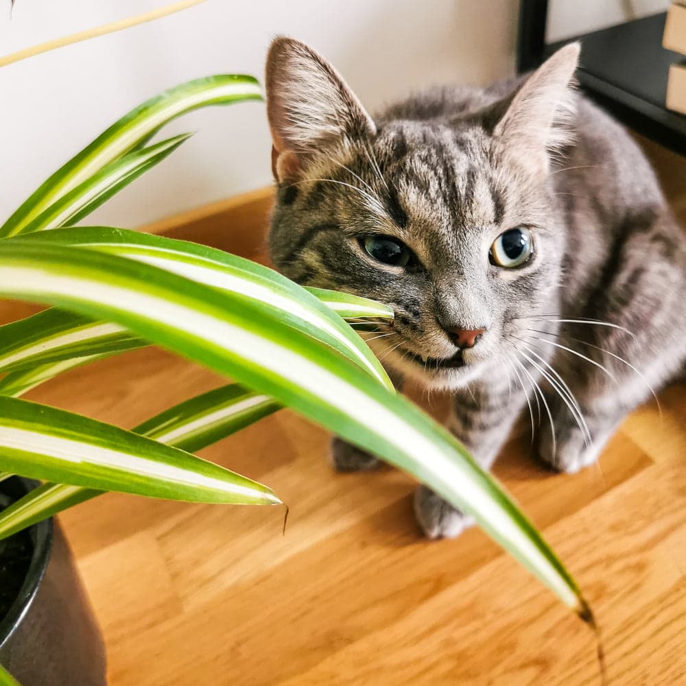 Are Spider Plants Toxic to Cats?