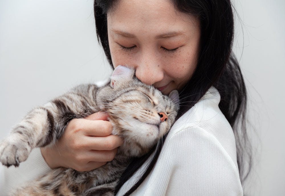 Top 10 Most Affectionate Cat Companions