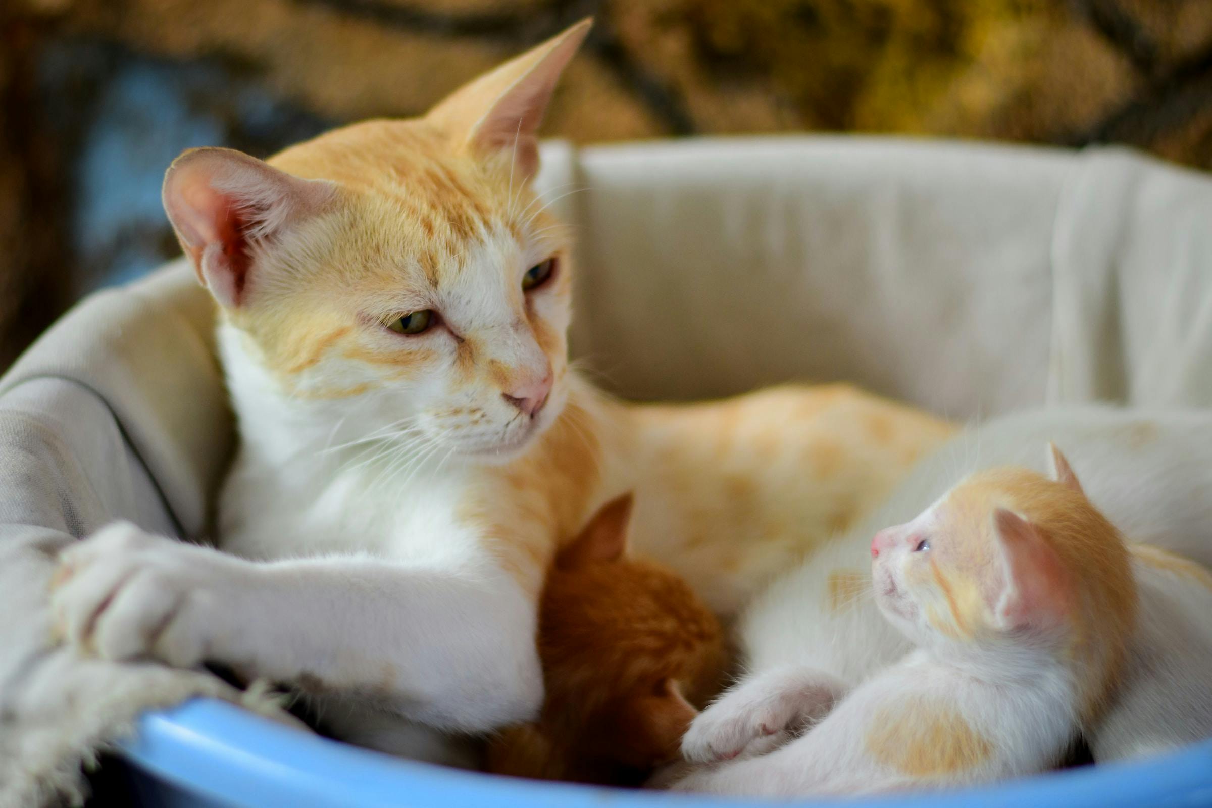How Much To Feed a Kitten: Your Comprehensive Guide From Birth to Adulthood
