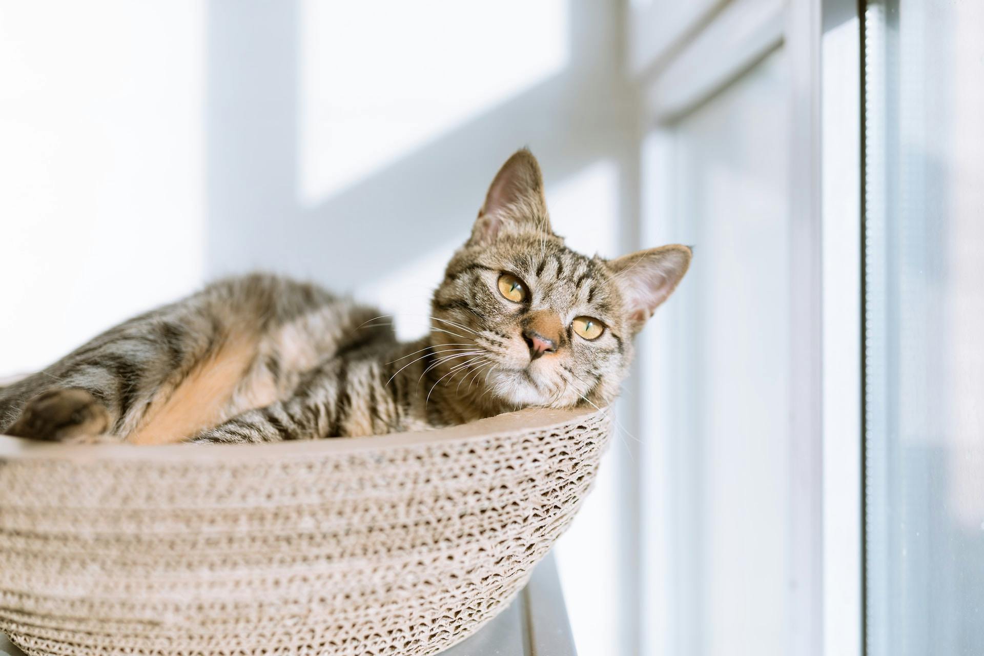 What Is a Domestic Shorthair Cat?