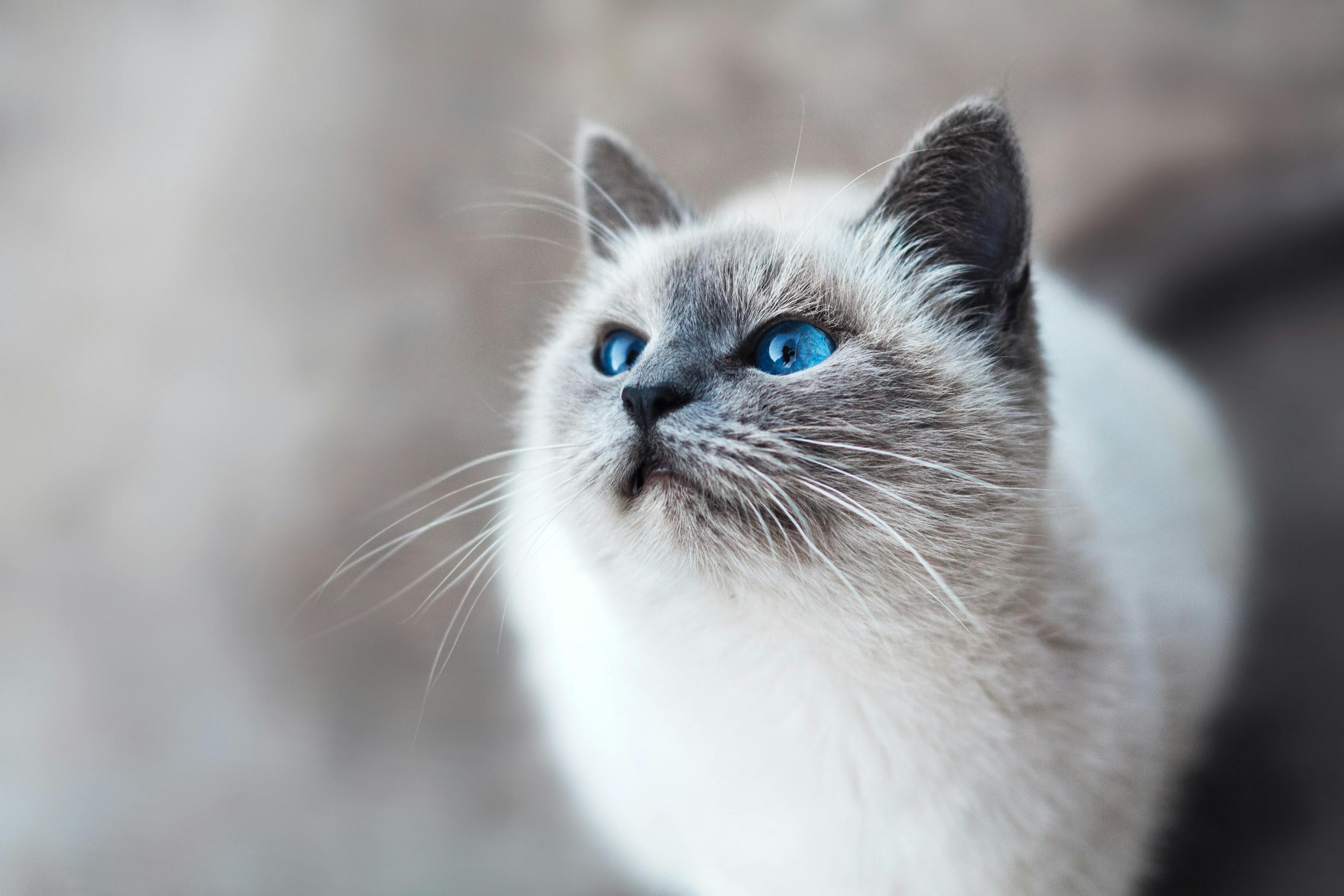 Cats' Color Vision: The top three colors they can see and why