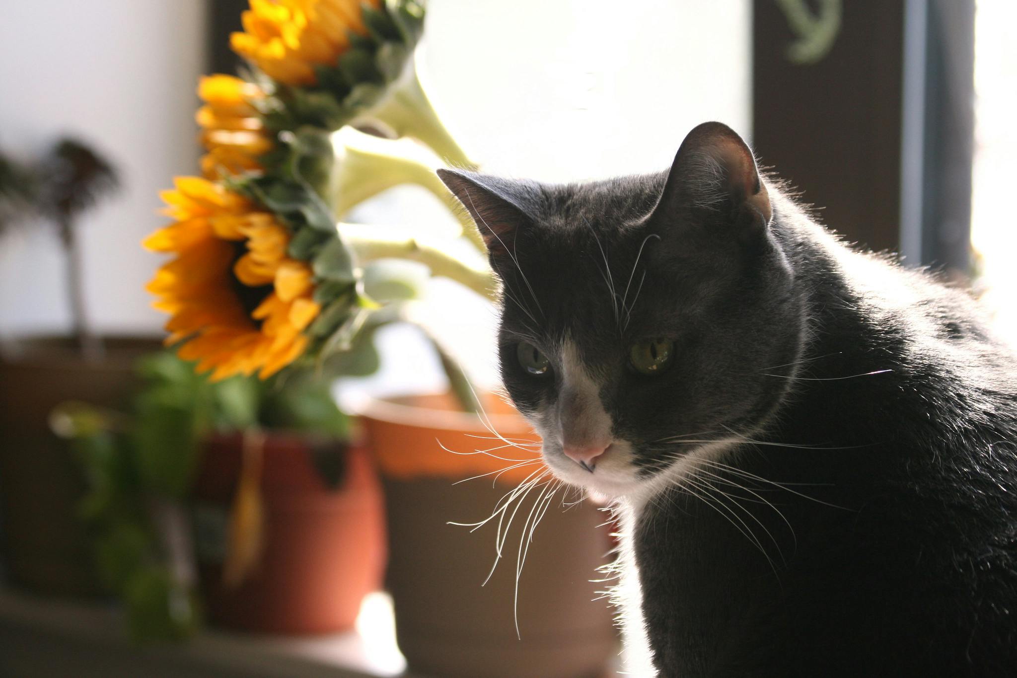 Are Sunflowers Toxic to Cats? What You Need to Know About This Popular Flower