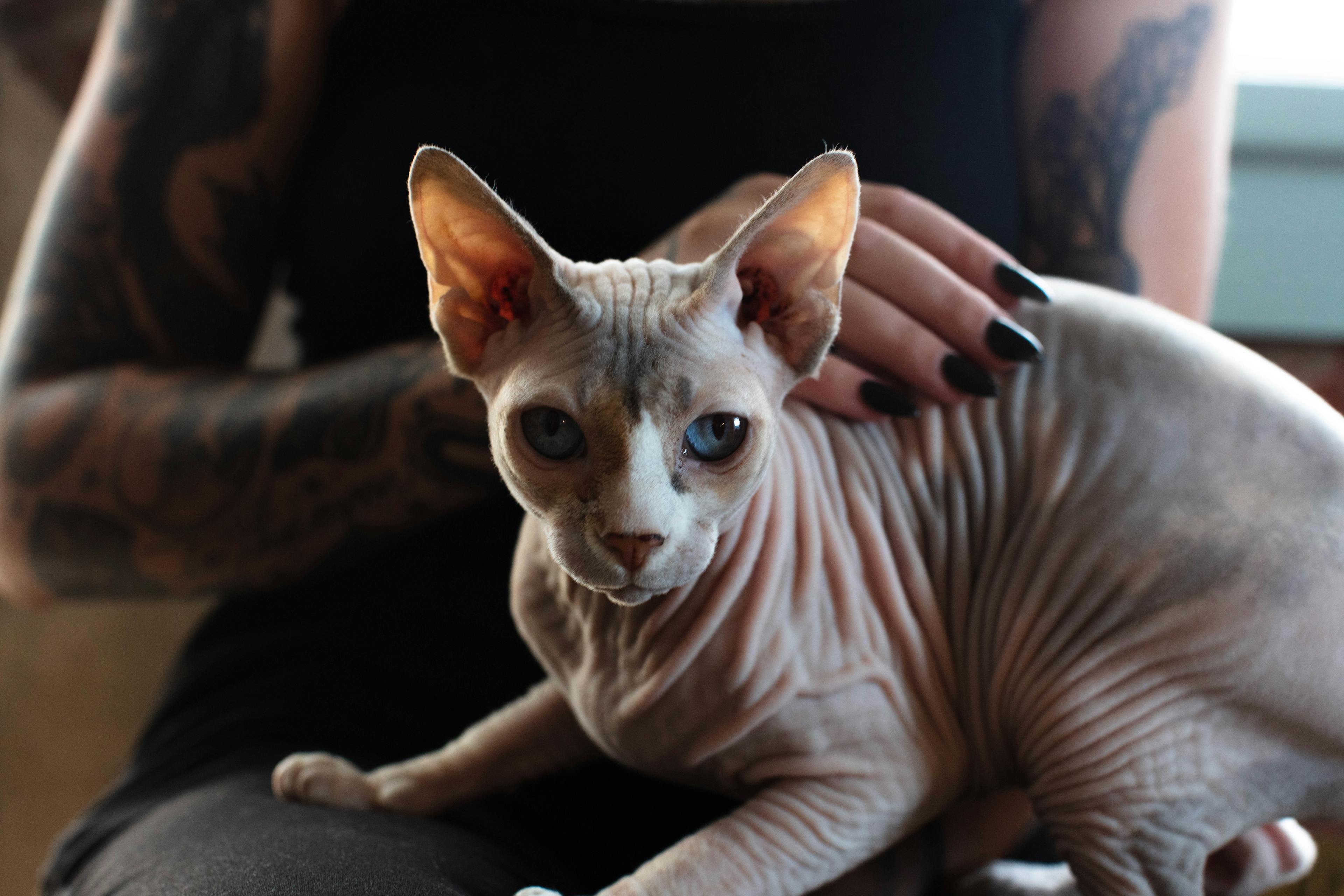 Why Are Sphynx Cats Hairless?