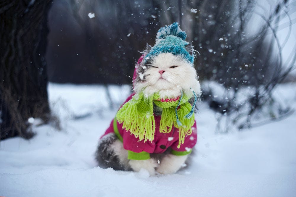Do Cats Get Cold? Top Ways To Keep Your Feline Friend Warm