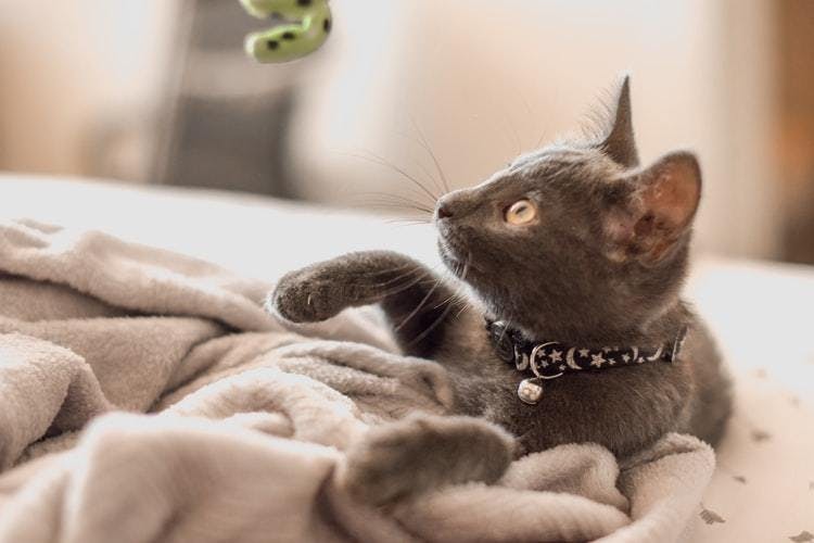 Top 5 Wellness Tips for a Healthy and Happy Cat