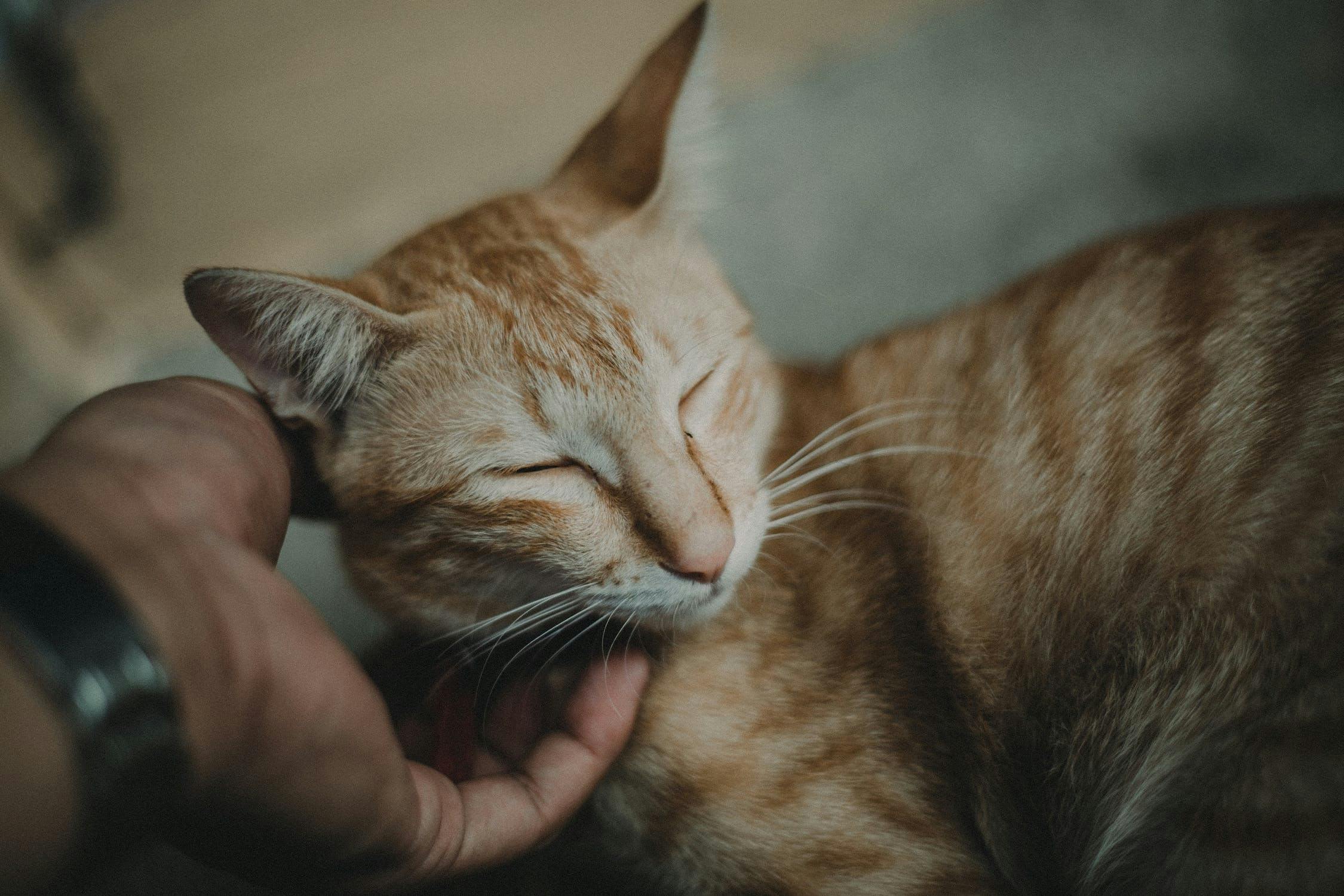 Exploring Cats Rubbing Behavior: Why Do Cats Rub Against You?