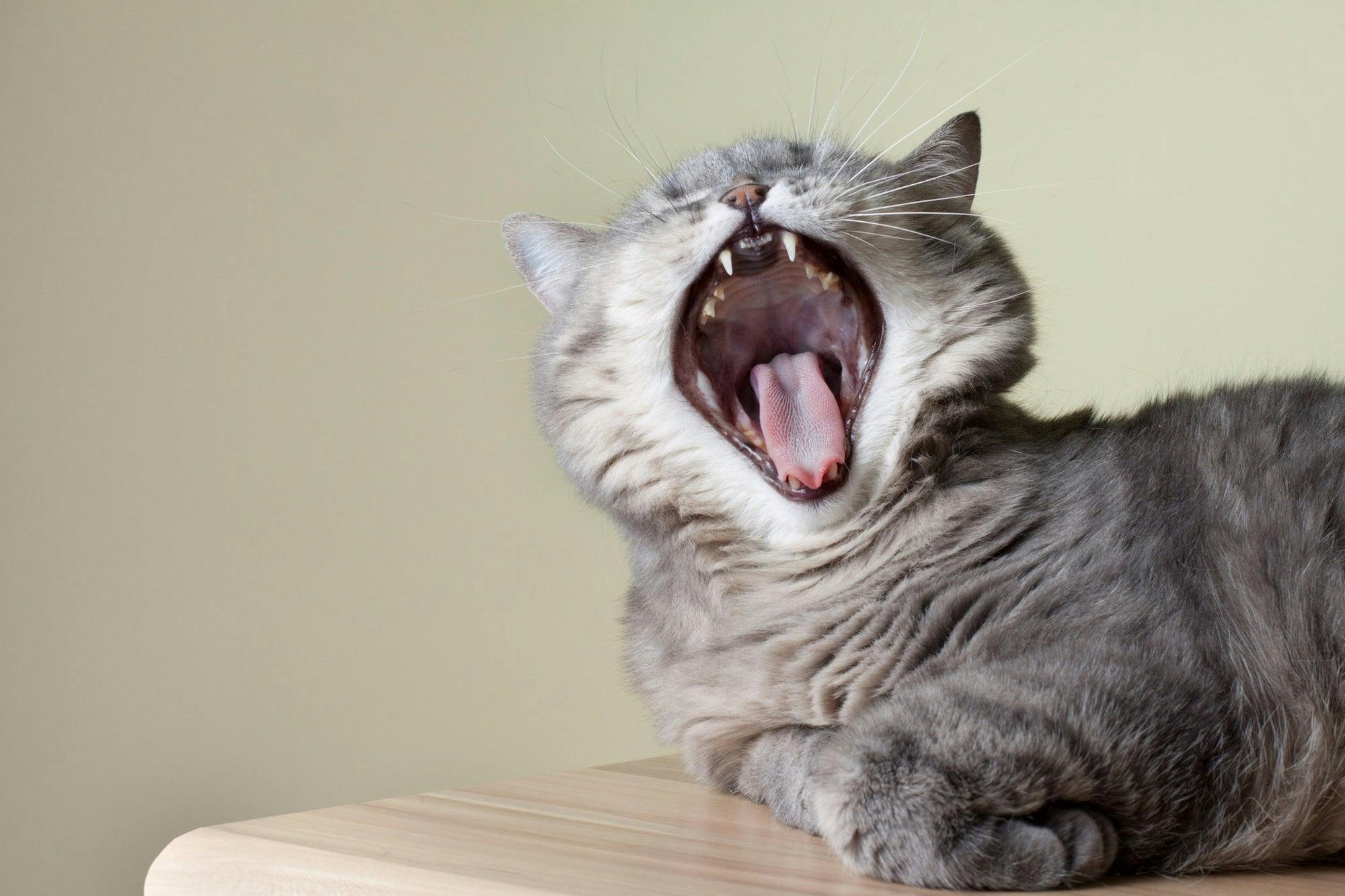 Gingivitis in Cats: Symptoms, Causes, Stages, Treatment and Prevention