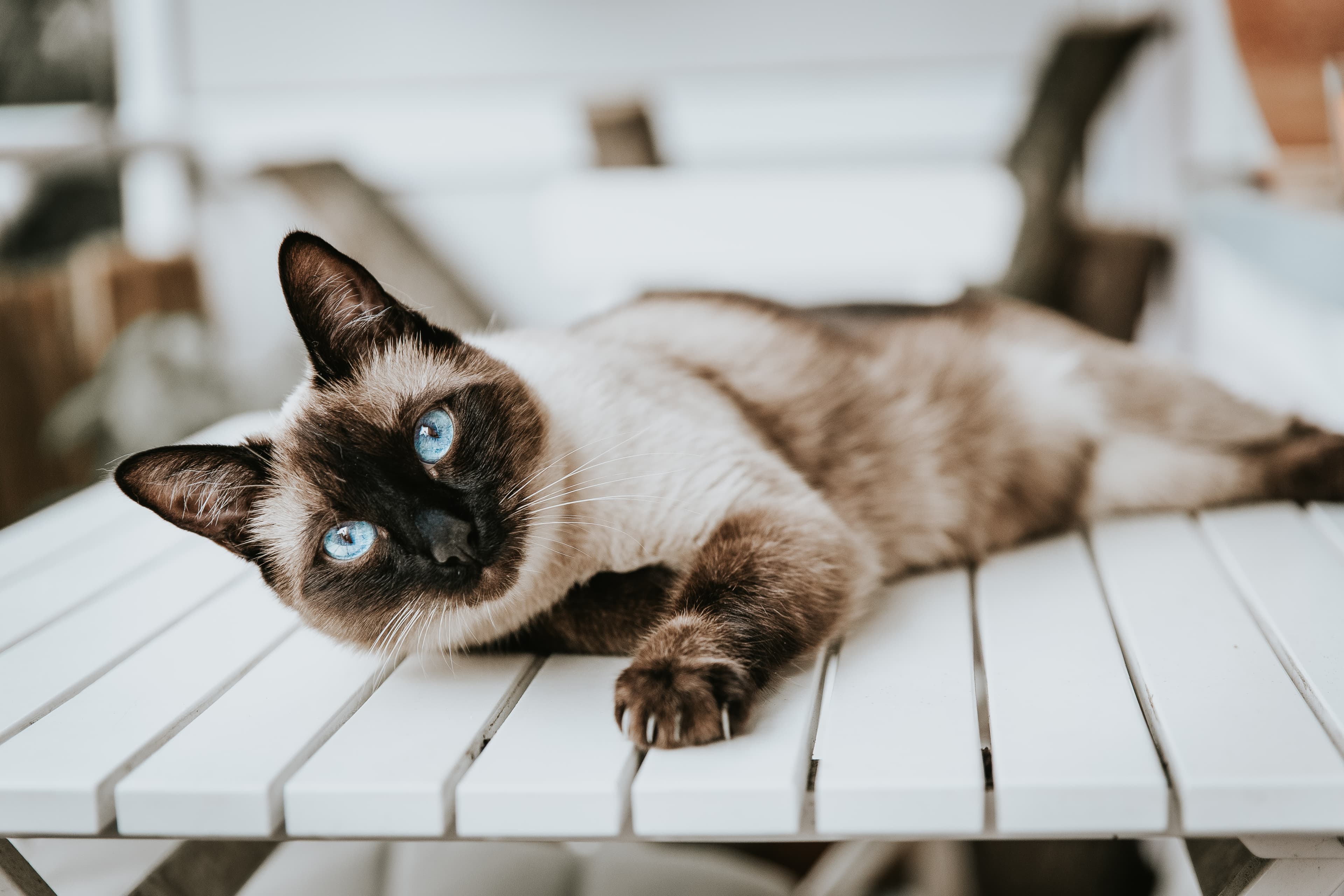 Siamese cat names