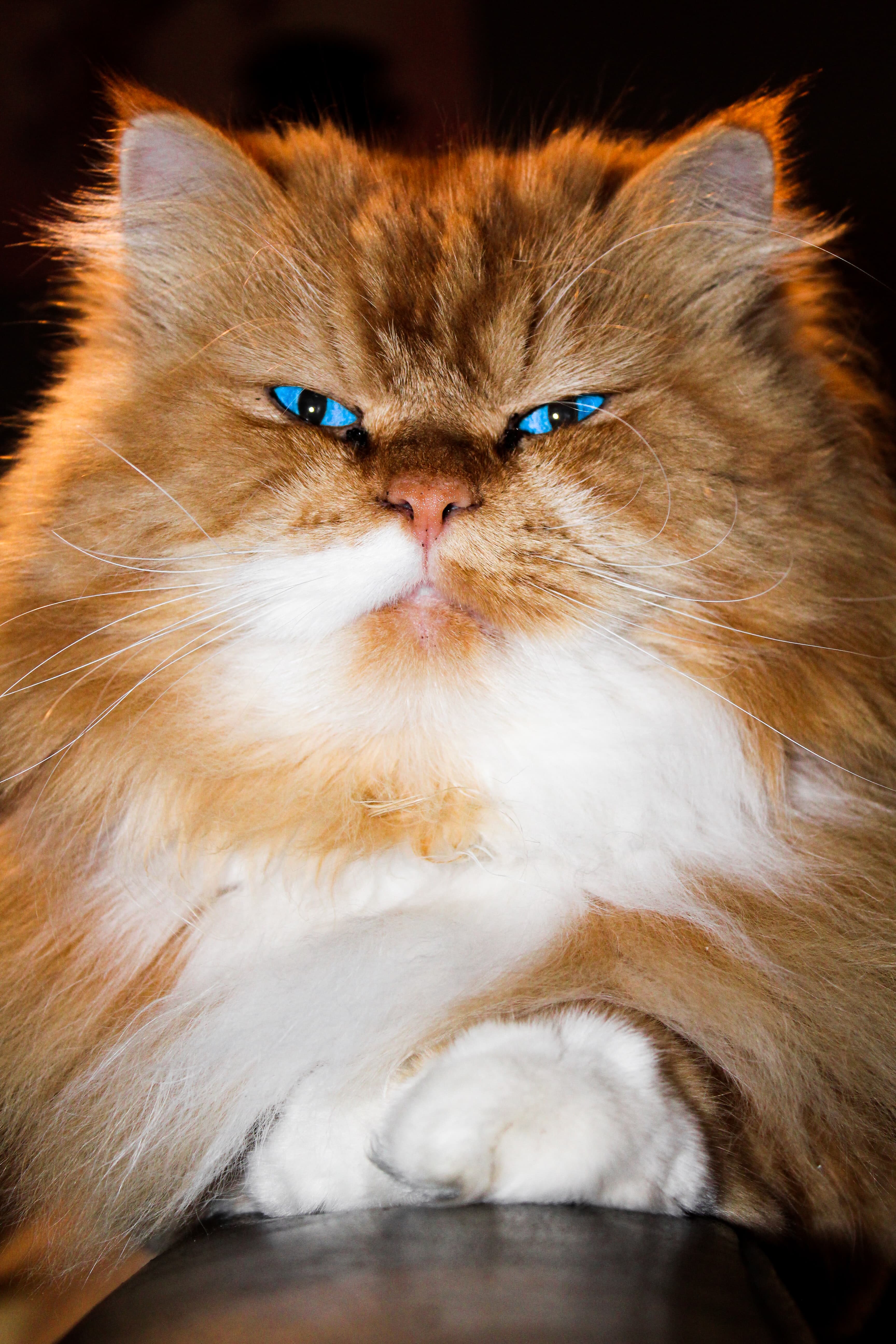 Famous Cat Names â A Helpful Name Picking Guide