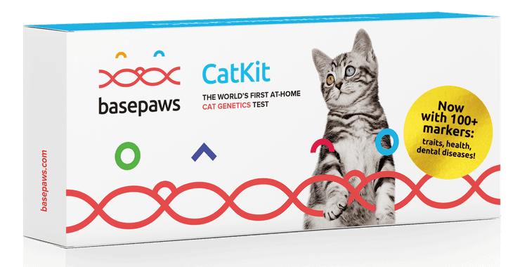 Basepaws Updates Its Breed + Health Cat DNA Test