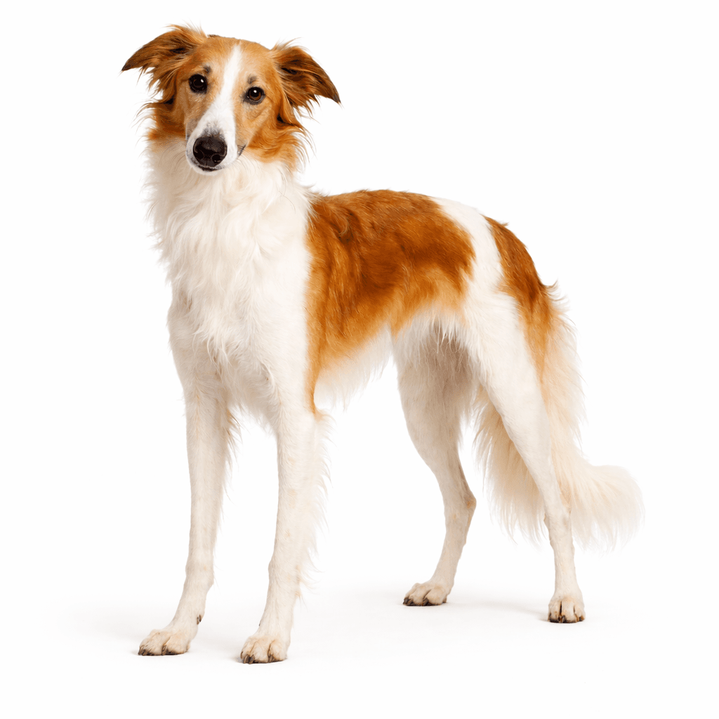Silken Windhound Dog Breed