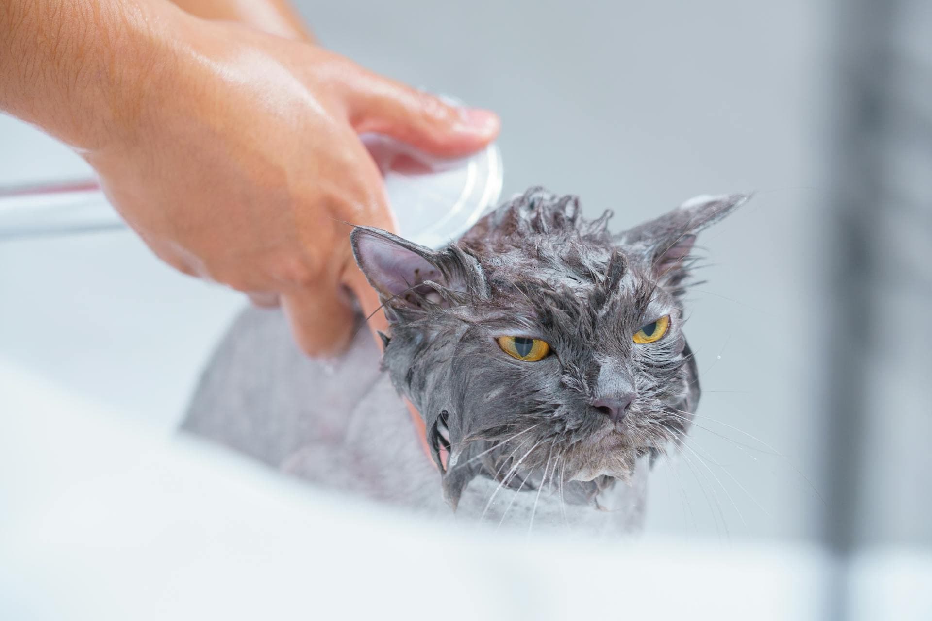 How Much Does It Cost to Groom a Cat?