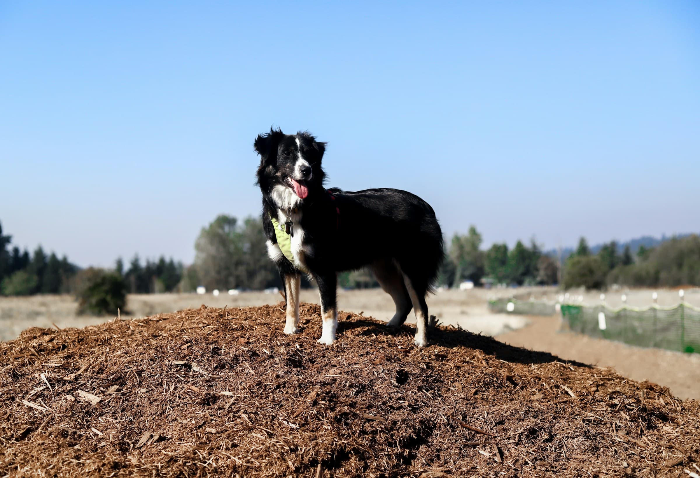 Top 9 Herding Dog Breeds