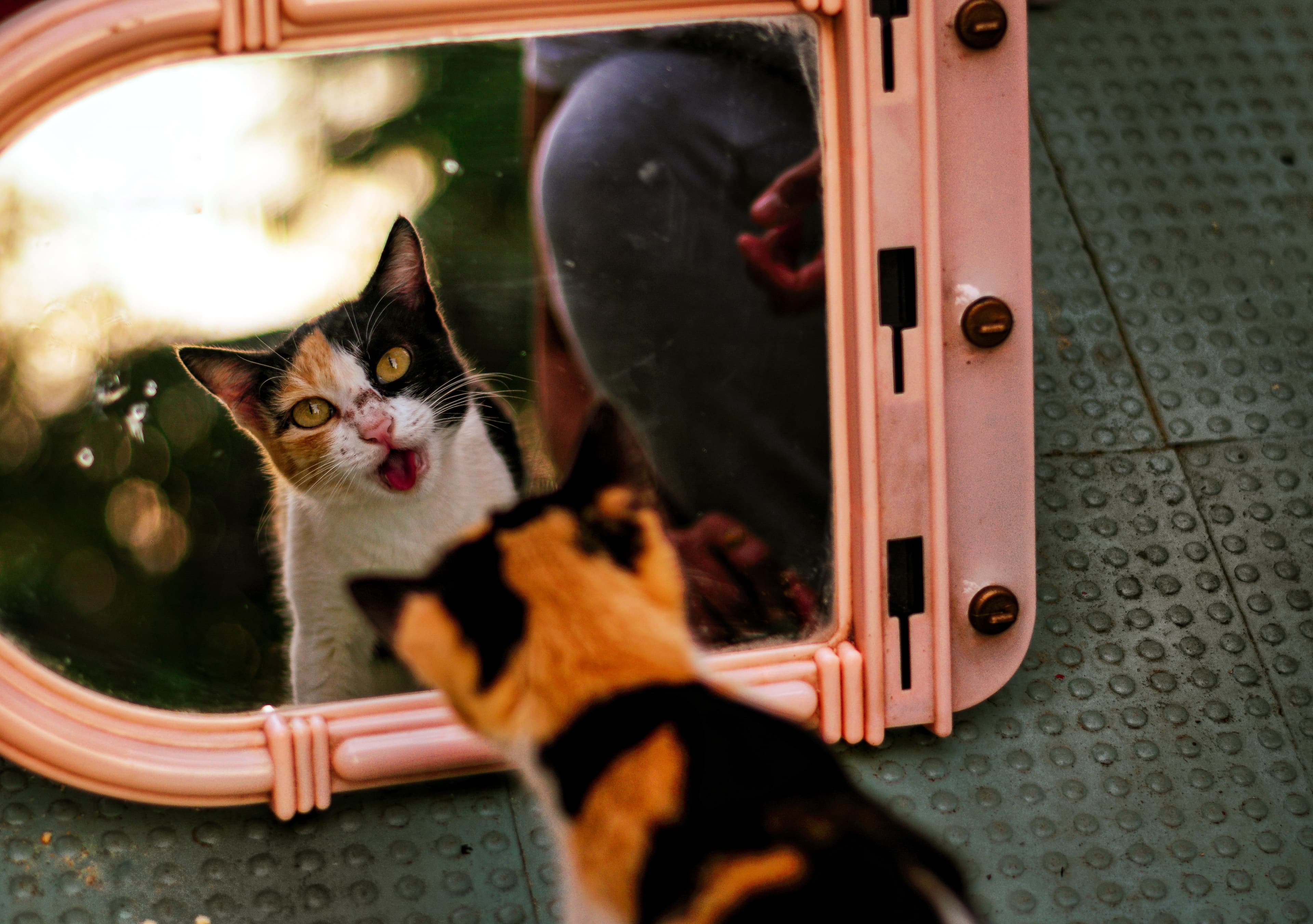 Do Cats Recognize Themselves in the Mirror?