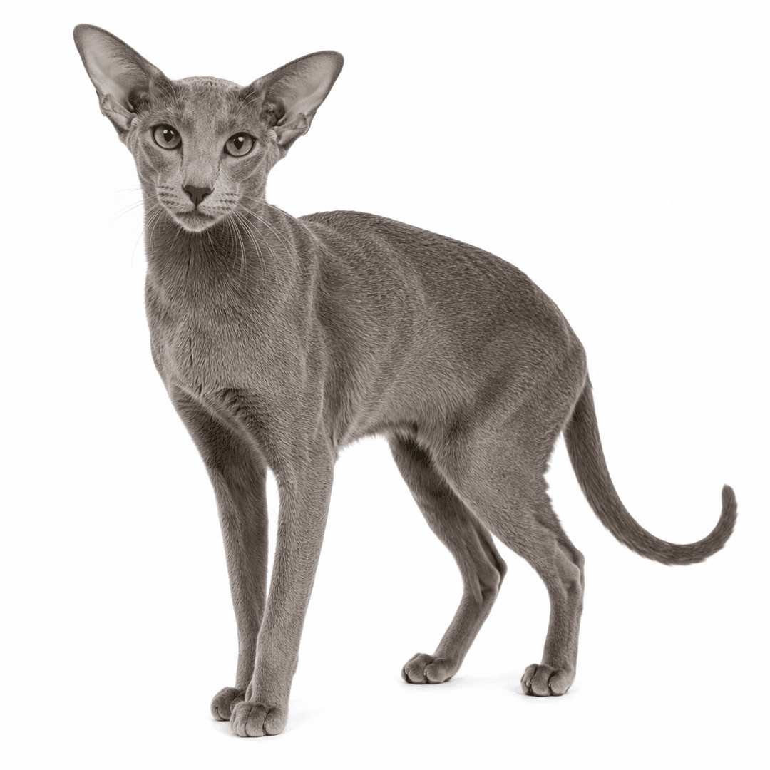 Oriental Shorthair Cat Breed