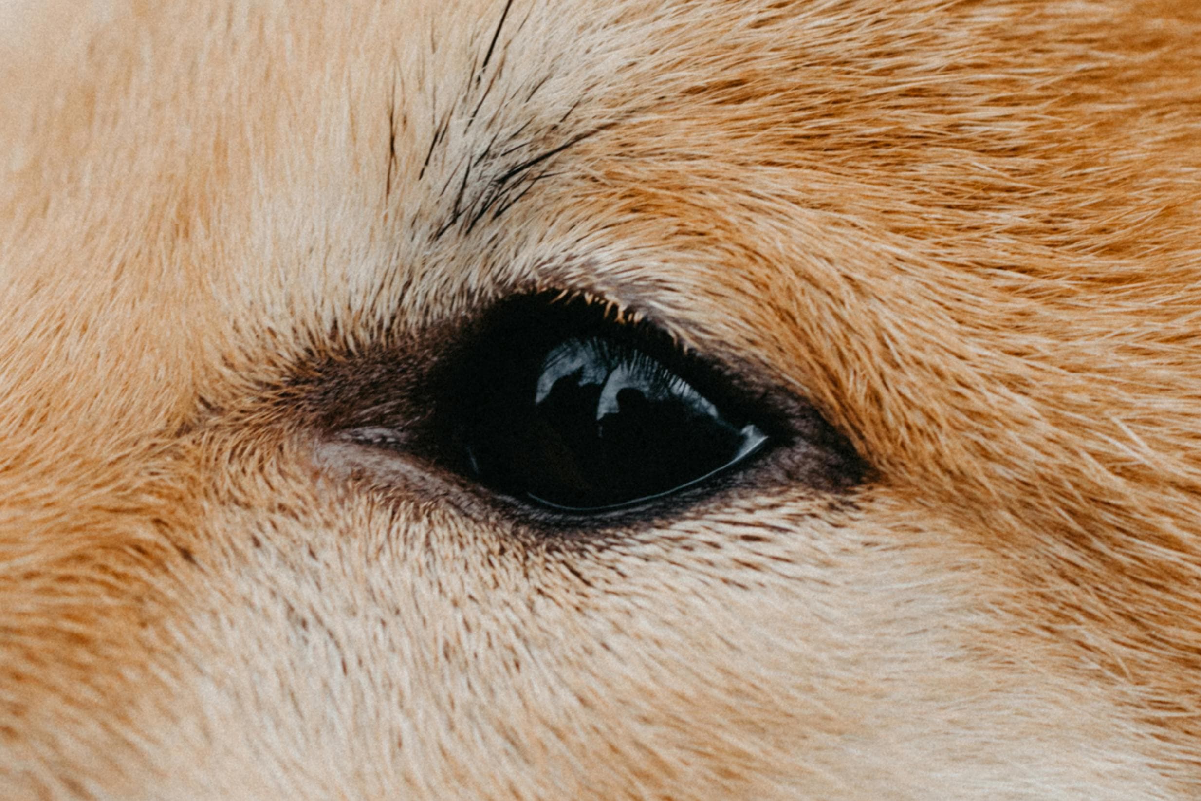 Dog Eye Infection