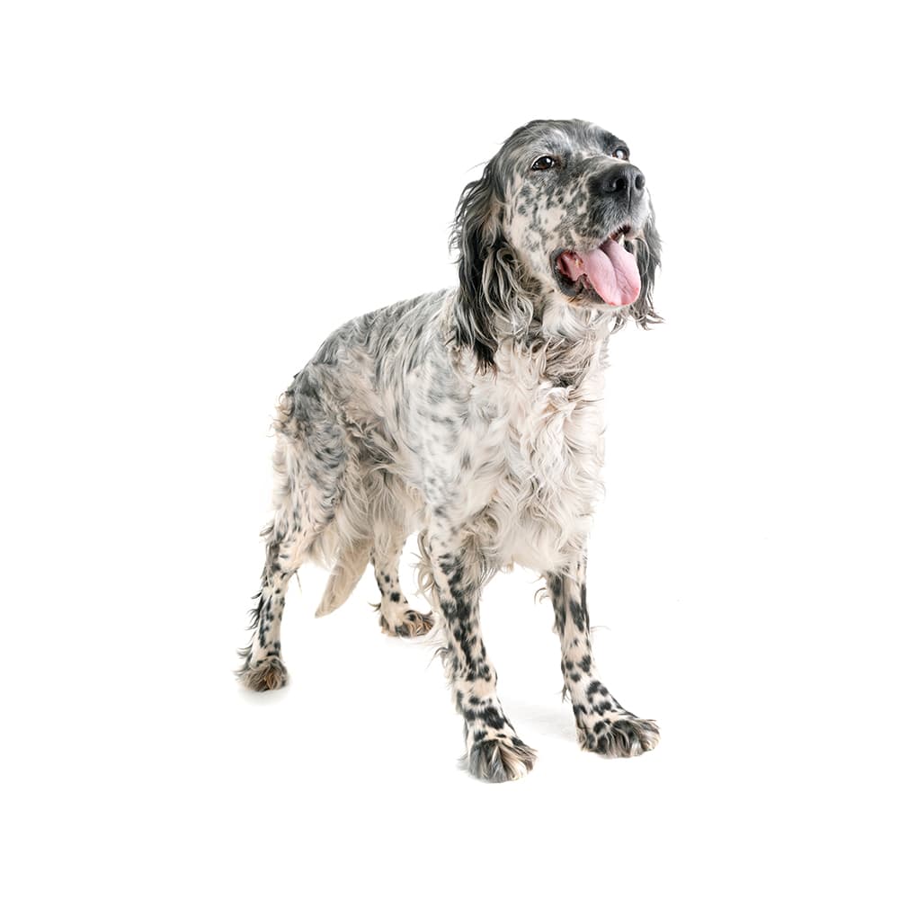 English Setter and Llewellin Setter