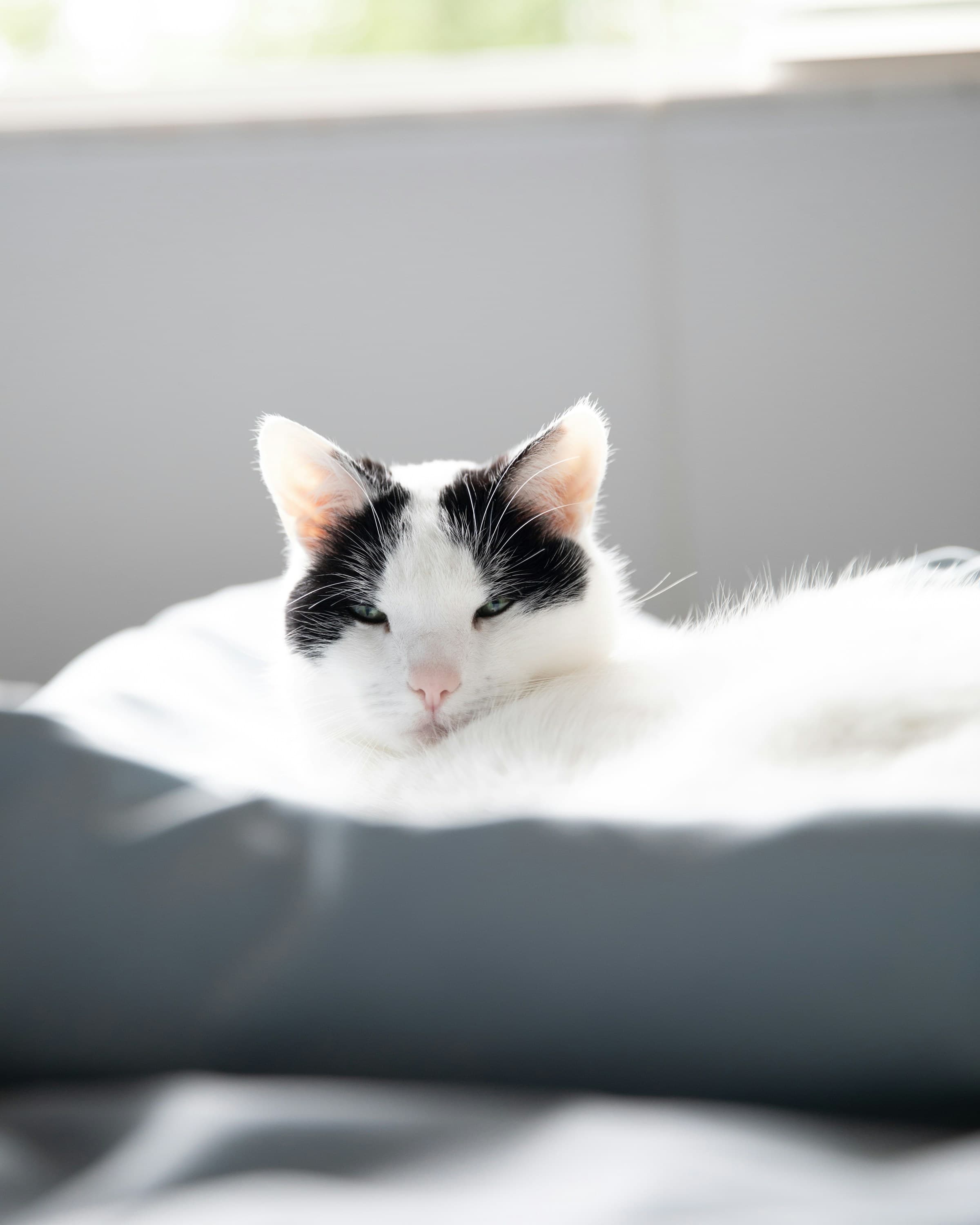 How to Treat Parasites in Cats