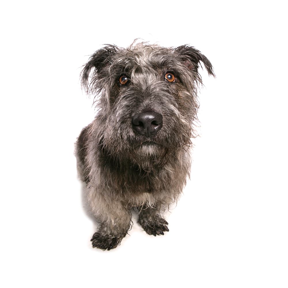 Irish Glen Of Imaal Terrier