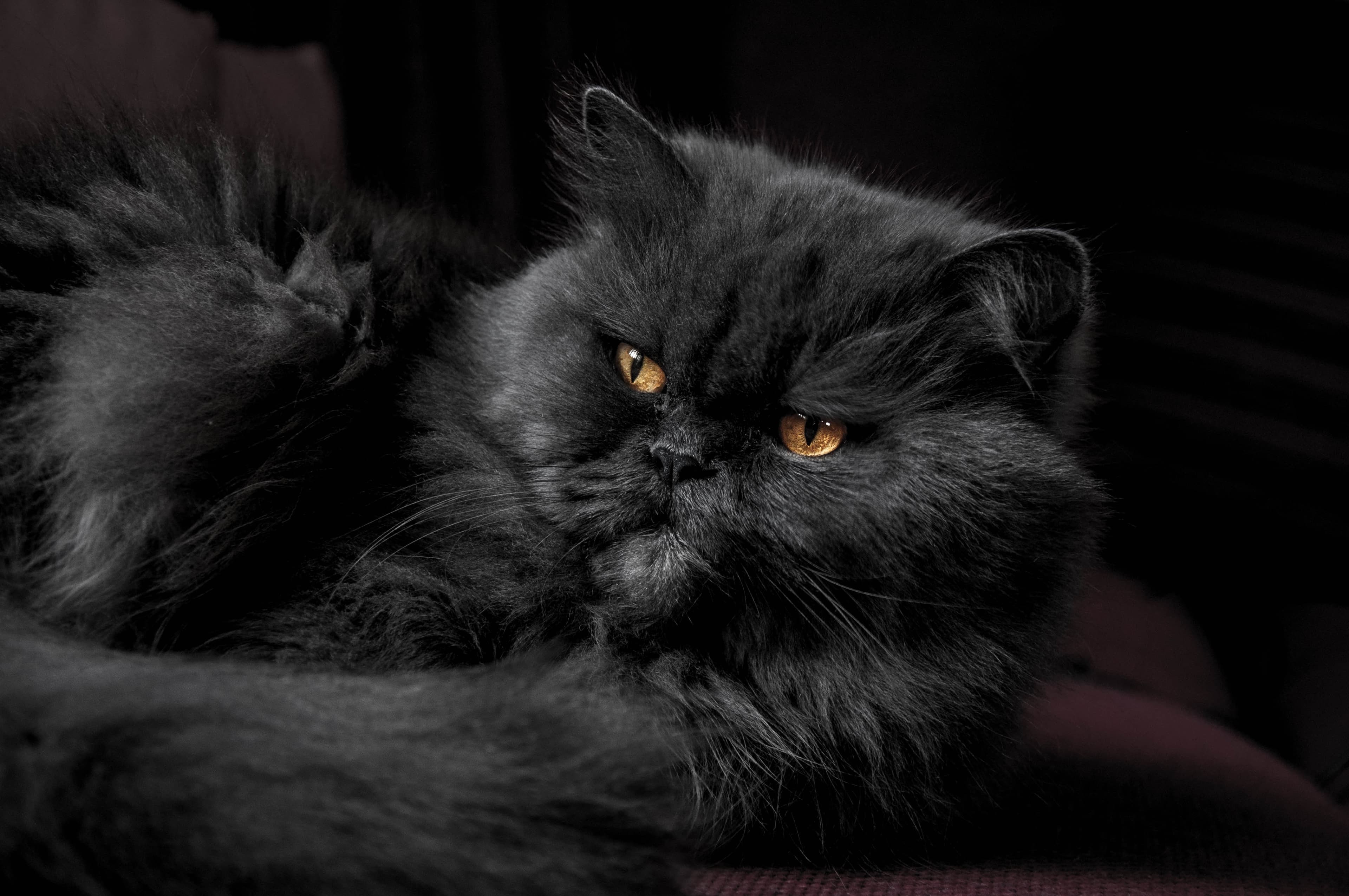 Factors That Affect the Lifespan of Persian Cats and How to Extend It