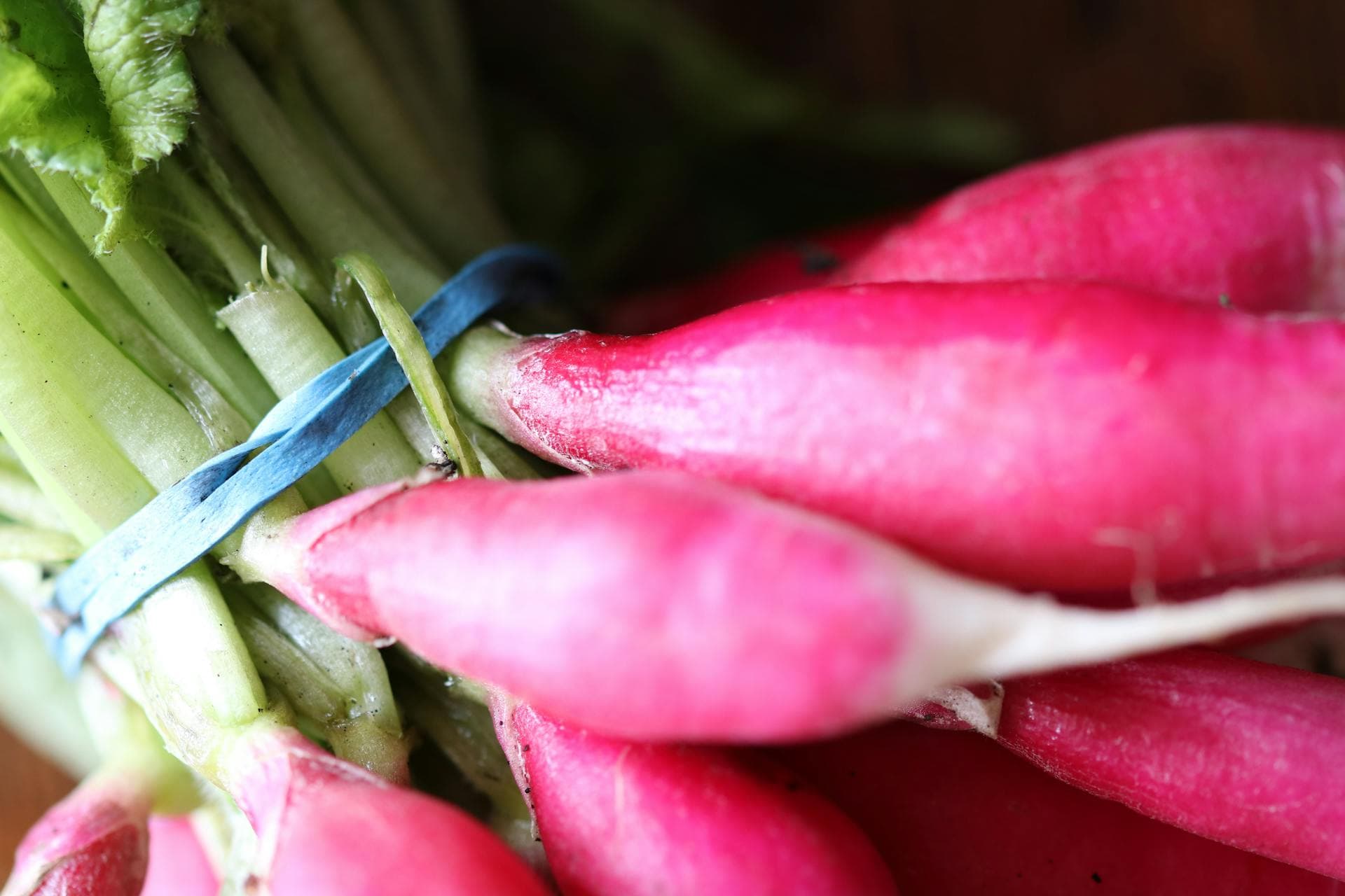 Can Dogs Eat Radishes?