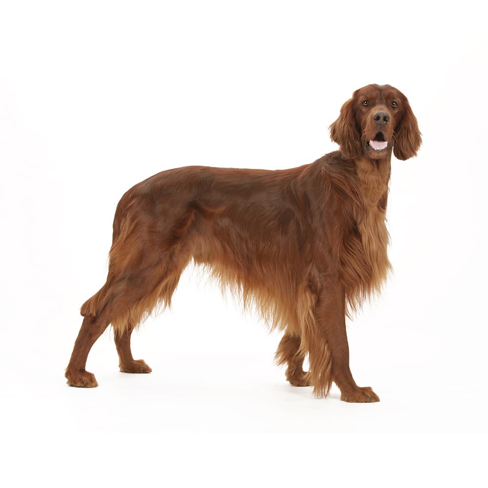 Irish Red Setter