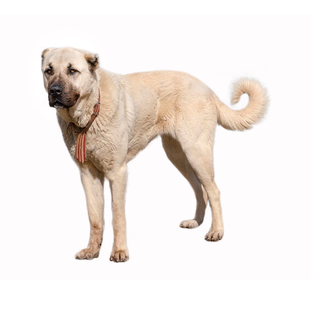 Anatolian Shepherd