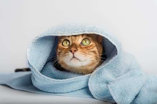 How to Bathe a Cat