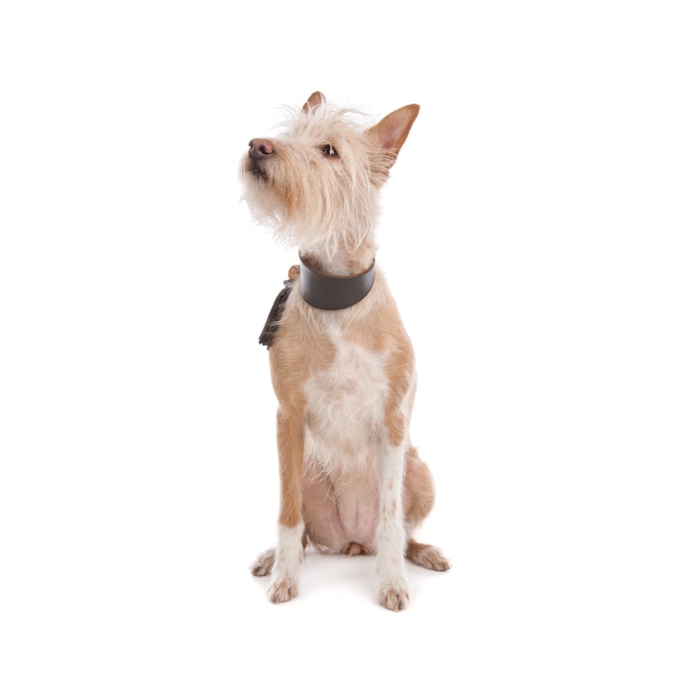 Portuguese Podengo (Large, Medium and Small)