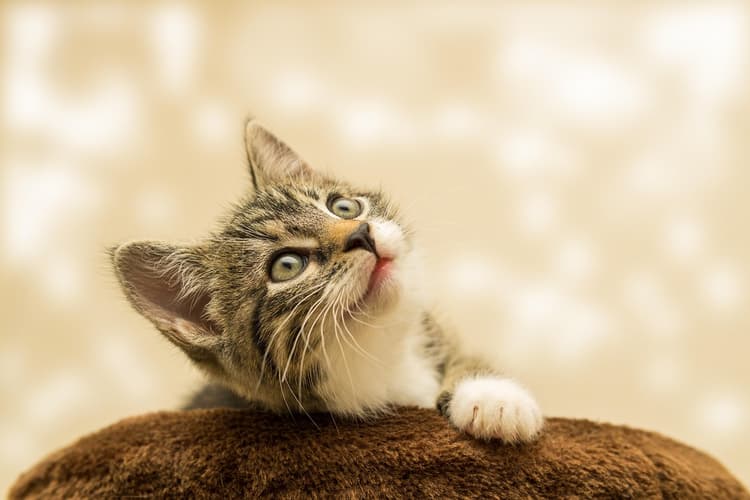 The Best Girl Cat Names
