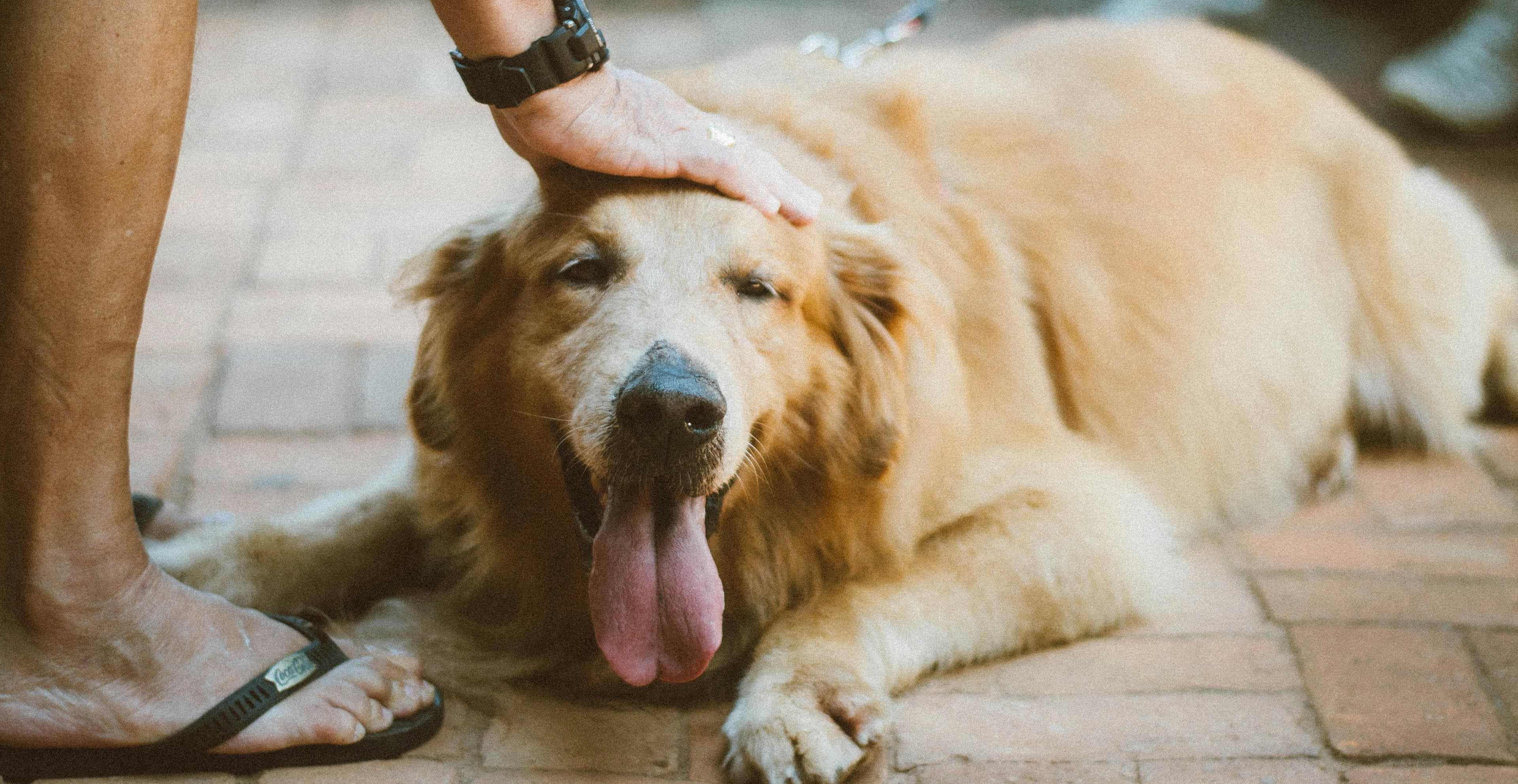 Top Unique Boy Dog Names