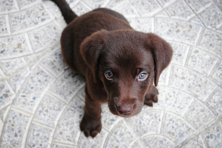 Large Breed Puppy Food
