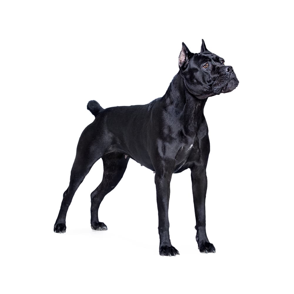 Italian Cane Corso