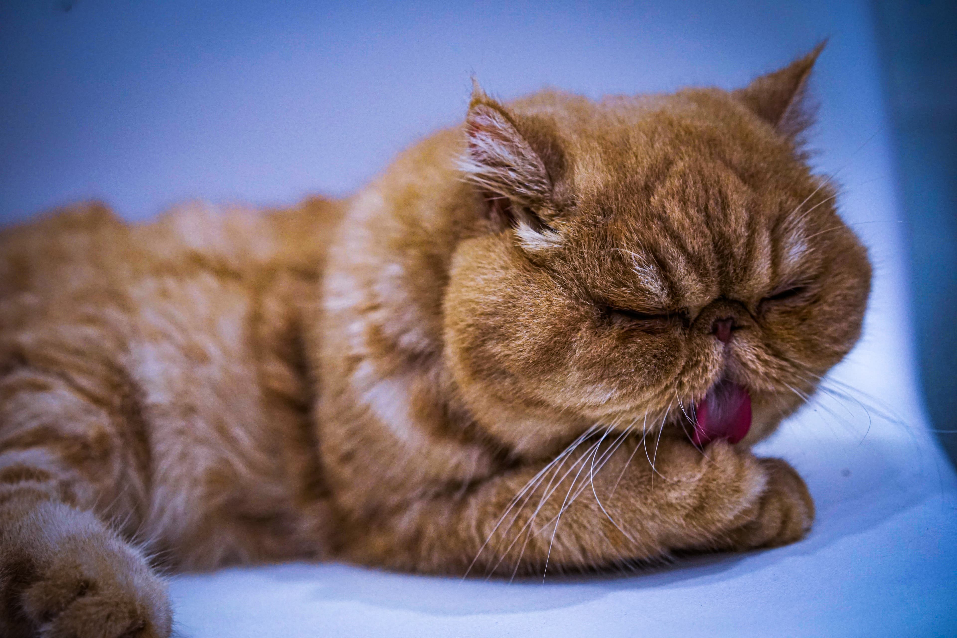 Why does my cat lick me
