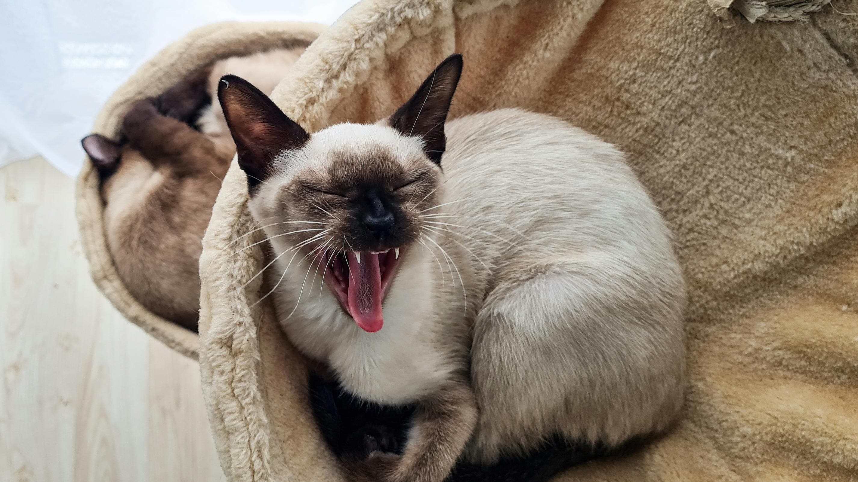 Ringworm in Cats