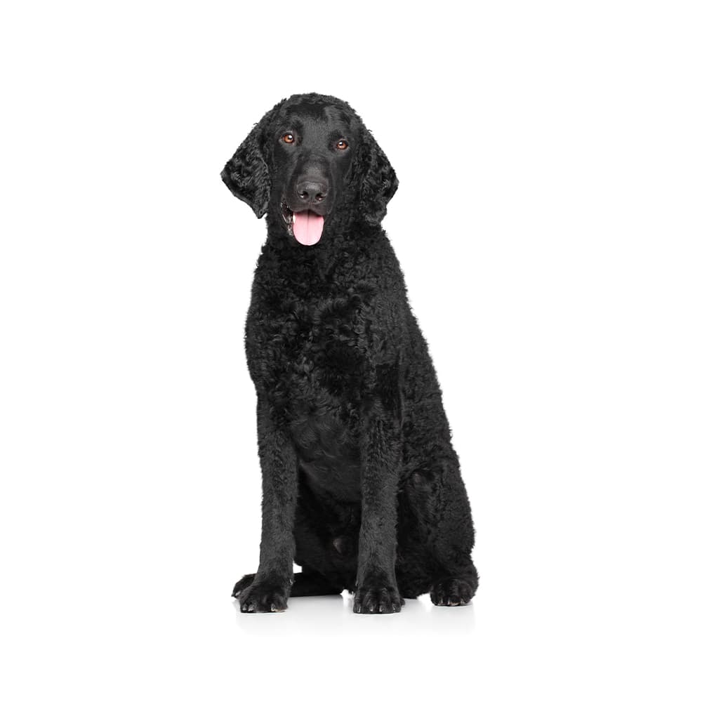 Curly Coated Retriever