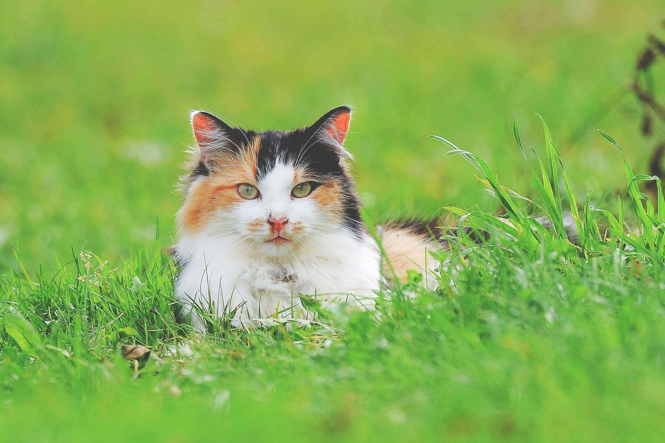 Understanding Your Cat