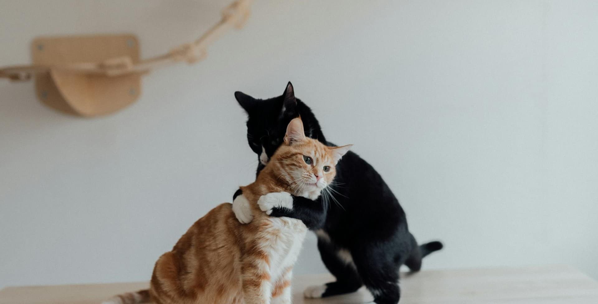 Cat Sex: All About the Mating Cycle