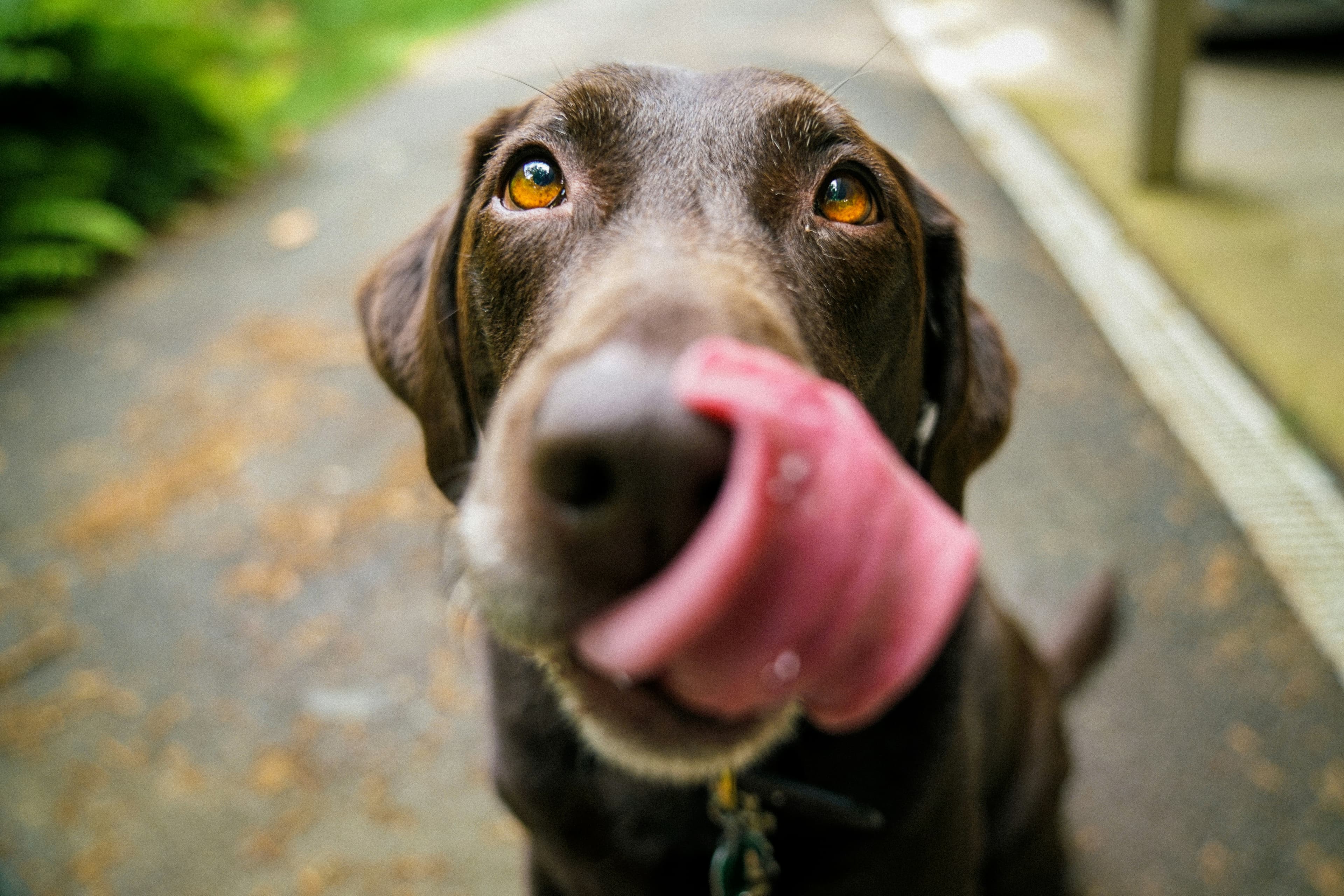 Is Cinnamon Bad for Dogs?
