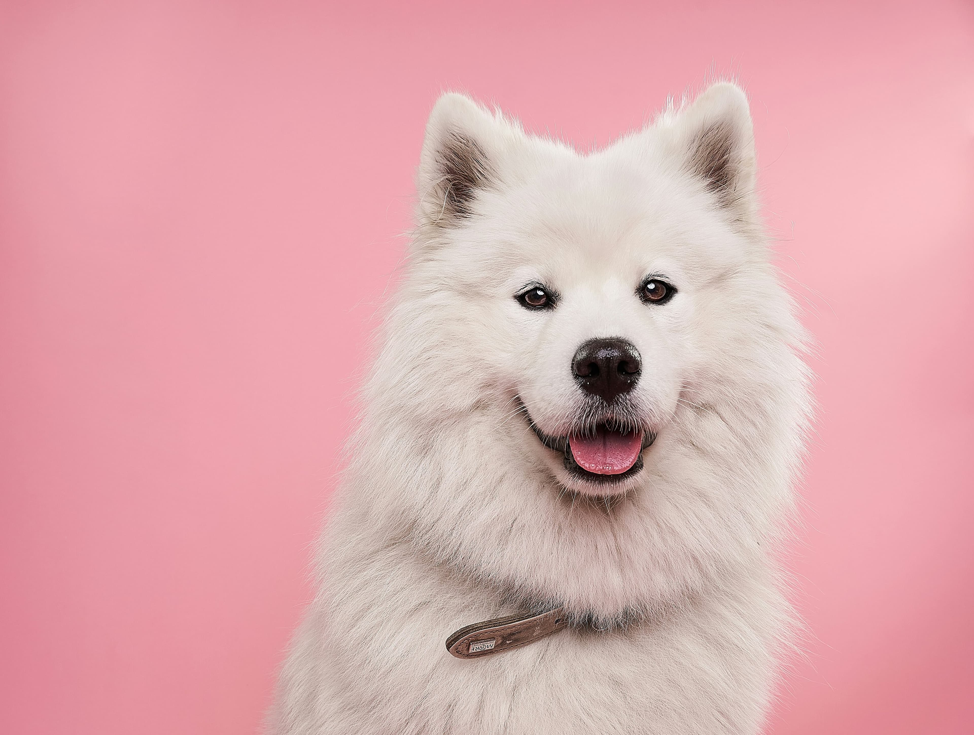 My Dog Ate Raw Chicken: What to Do?