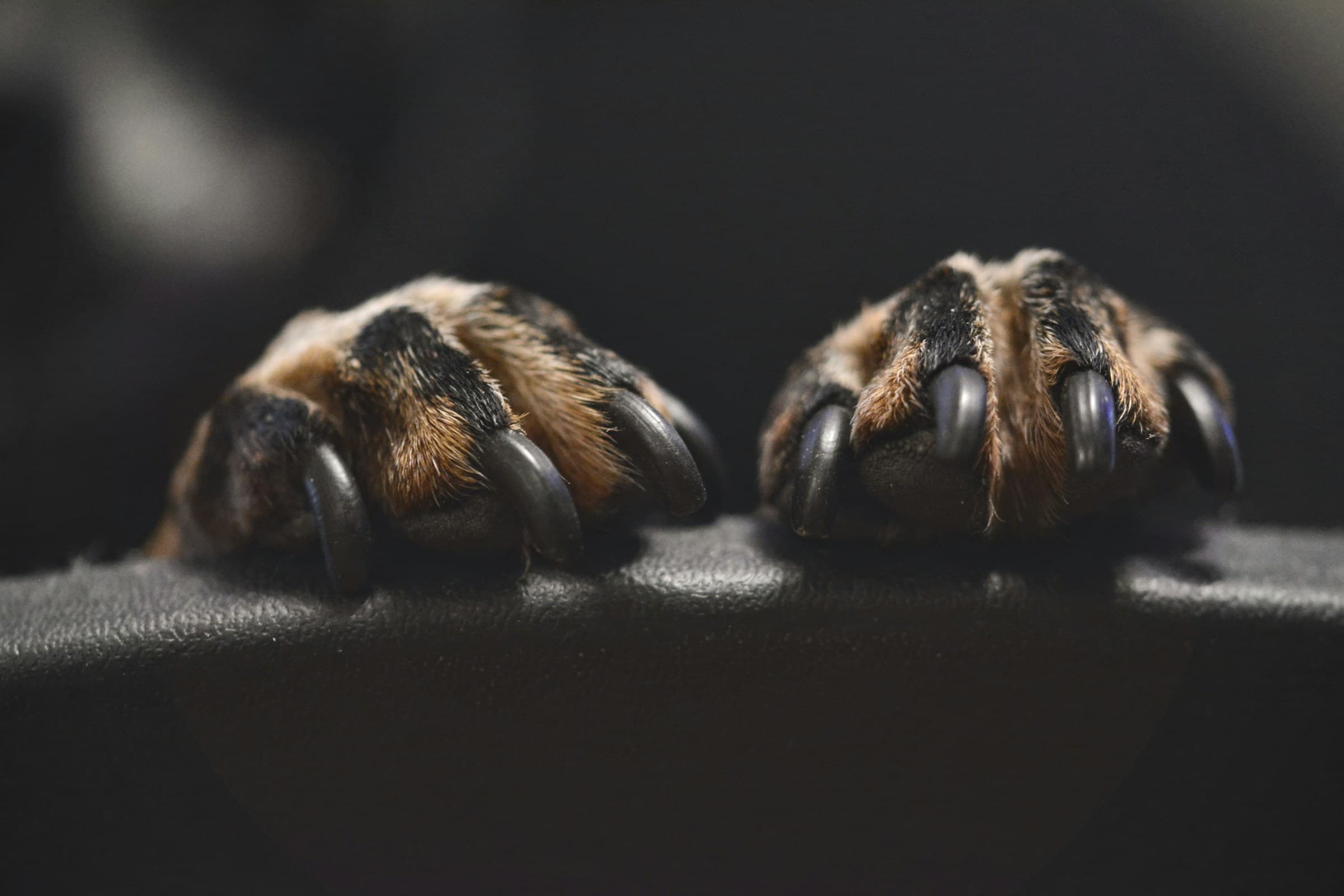 How to Trim Dog Nails