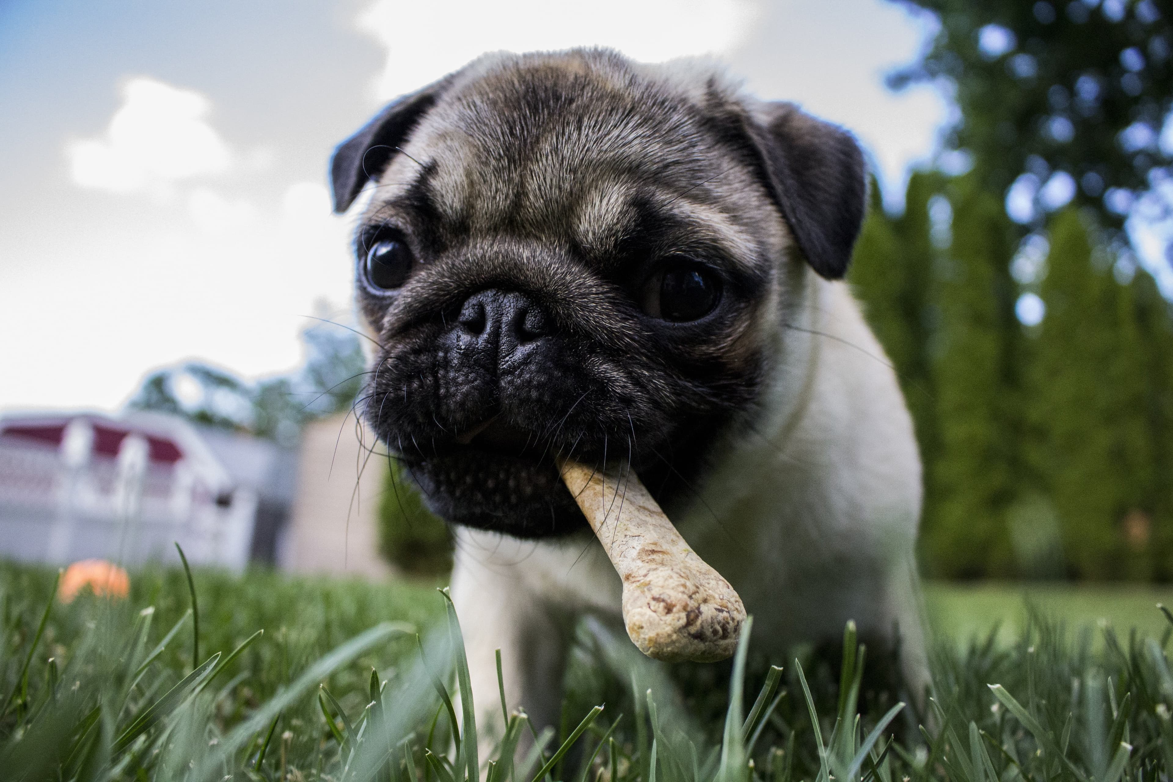 Can Dogs Eat Chicken Bones?