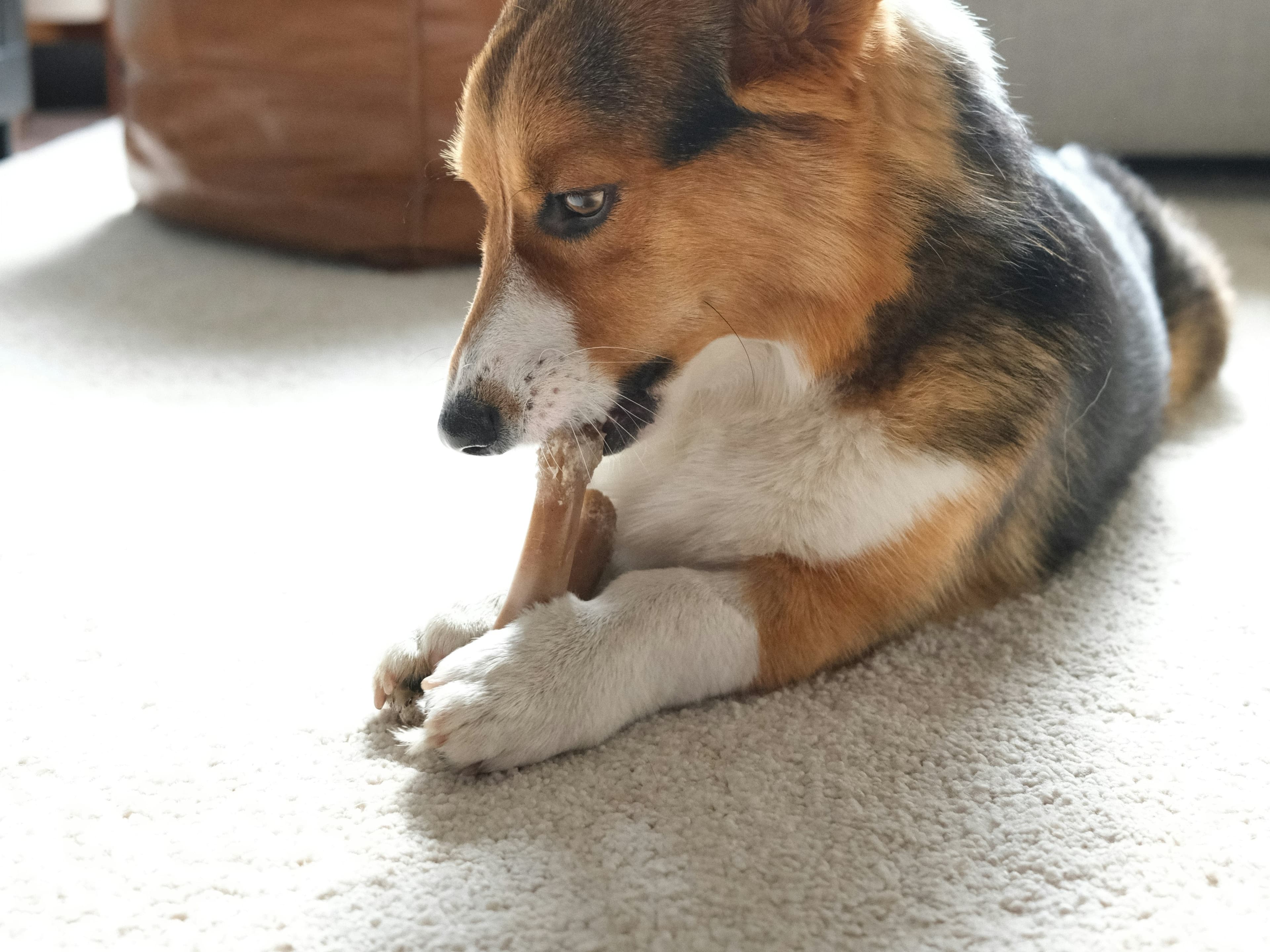 Can Dogs Eat Bones?